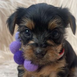 Yorkshire Terriers from Marrield's Yorkie Puppies