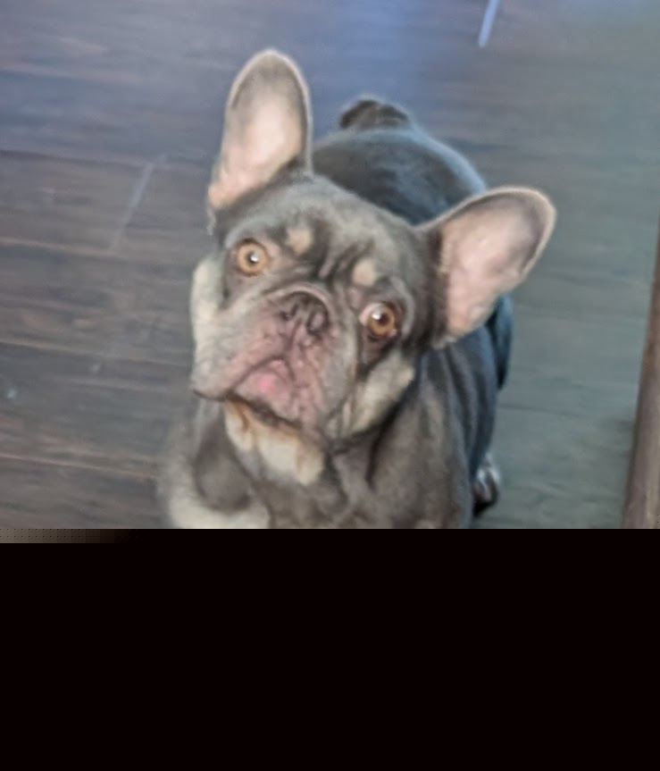 Boston Terrier and French Bulldog Puppies from Stogdill's Baby Bullies