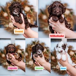 Pick 3 - Chocolate male Australian Labradoodle puppy in Damascus, Oregon from Emma Doodles
