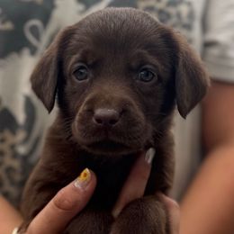 Girl 3 - Chocolate female Labrador Retriever puppy in Gerber, California from In The Zone Dog Training and Breeding