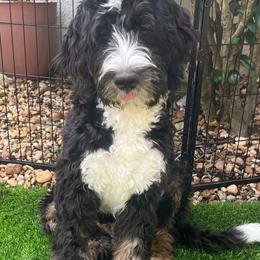 Boots - Tri-color male Bernedoodle puppy in Orlando, Florida from Orlando Bernedoodles