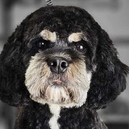 Cavapoos, Cockapoos, and Poodles from Bon Temps Doodles