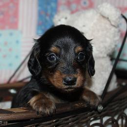 Boy 1 - Black and tan male Dachshund puppy in Craig, Colorado from Rocky Mountain Shih Tzus and Dry Creek Miniature Dachshunds