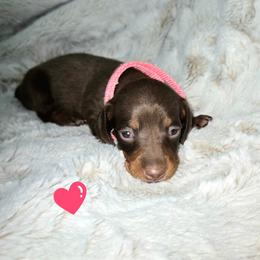 Velma - Chocolate and tan female Dachshund puppy in Mulberry, Florida from J's Mini Dachshunds
