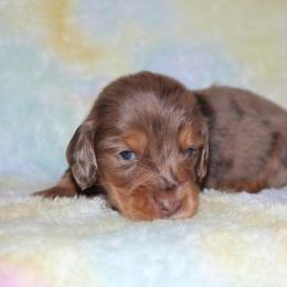 Girl 1 - Dapple female Dachshund puppy in Paris, Texas from Kuttin’ Up Mini Aussies
