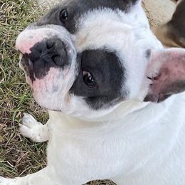 French Bulldogs from J & G Kennels