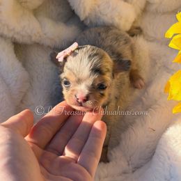 Eep - Merle female Chihuahua puppy in Anderson, South Carolina from Lil Treasures Chihuahuas