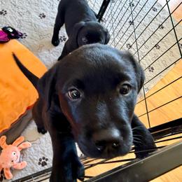 Black boy 2 - Black male Labrador Retriever puppy in Ranchita, California from Pacific Crest Labradors