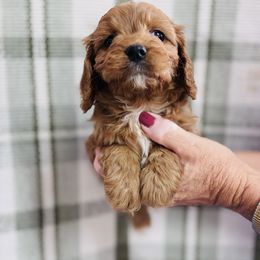 Cashmere - Red female Cavapoo puppy in Statesville, North Carolina from Circle T Ranch K9s