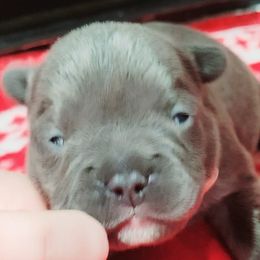 French Bulldogs from Beverlyhills Frenchie's