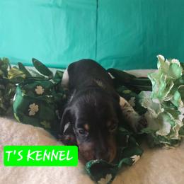 Ron - Piebald male Dachshund puppy in Poplarville, Mississippi from T's Kennel