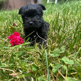 Jackie - Black and tan female Yorkshire Terrier puppy in Rochester, New York from Tnt Yorkies and Cosmic corgis