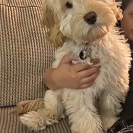 Australian Labradoodle Puppies from Charlotte Labradoodles
