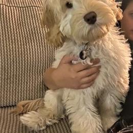Australian Labradoodle Puppies from Charlotte Labradoodles