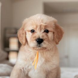 Croissant, Girl - Apricot female Goldendoodle puppy in Maricopa, Arizona from Desert Ridge Doodles