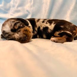 Hope - Dapple female Dachshund puppy in Nampa, Idaho from 208 Wiener Wiggle Butts LLC