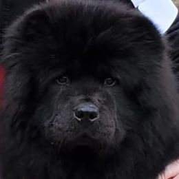 Australian Shepherds and Chow Chow from Calypso Kennel