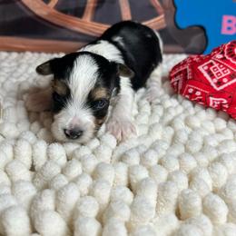 Boy 1 - Black tan and white male Biewer Terrier puppy in Douglas, Georgia from Southern Georgia Yorkies and biewers
