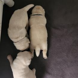 Labrador Retriever Puppies from Texas Finest English Labradors