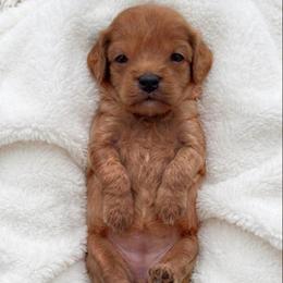 Jessie - Red female Cavapoo puppy in Salt Lake City, Utah from SunnySide Mini Doodles