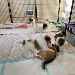 Collie Puppies from Kindred Spirit Collies