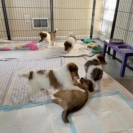 Collie Puppies from Kindred Spirit Collies