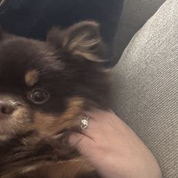 Pomeranians and Pomskies from Pom Pom Pomskies-TN