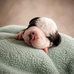 Sandor - Black tri-color male American Bully puppy in Nashville, Tennessee from SimplyBullies