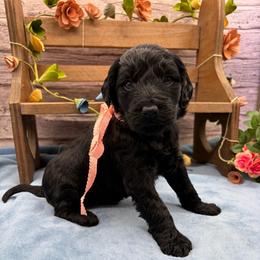 Poppy - Black female Goldendoodle puppy in Lisbon, Ohio from Willow Lane Doodles