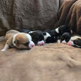 Pembroke Welsh Corgi puppies from The Joy of Corgis