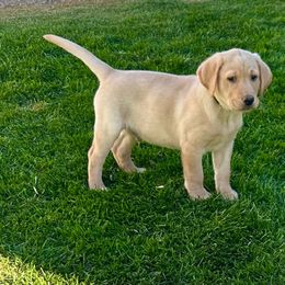 Green - Yellow male Labrador Retriever puppy in Spokane, Washington from Learn's Labs