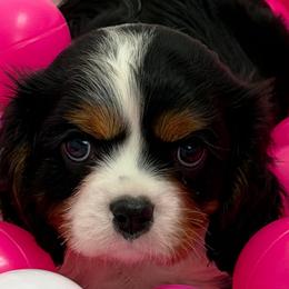 Charlie girl - Tri-color female Cavalier King Charles Spaniel puppy in Yuciapa, California from AlltheDoodlez_