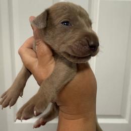 Bull - Silver male Great Dane puppy in Florida from Beachside Kennels