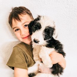 Sheepadoodle Puppies from Kings Doodles