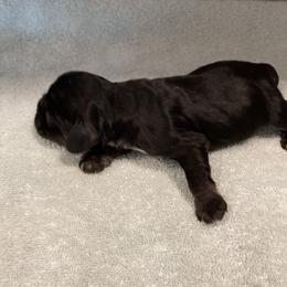 Boy 3 - Black and tan male Cocker Spaniel puppy in Rising Sun, Maryland from Palmtree Cockers