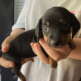 Pooh - Black and tan female Dachshund puppy in Mocksville, North Carolina from The Dachs of Hazzard Dachshunds