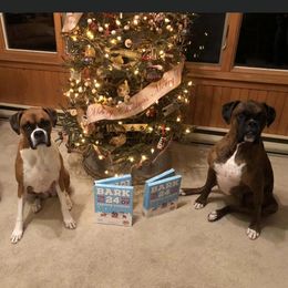 Boxer All Grown Up from Shanna Ward