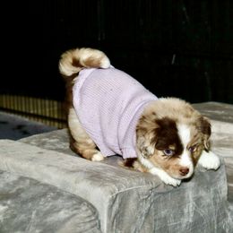Golden Retriever and Miniature Australian Shepherd Puppies from Raised Right Pups