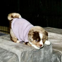Golden Retriever and Miniature Australian Shepherd Puppies from Raised Right Pups