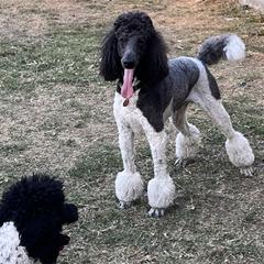 Poodles from Moonlight Standard Poodles