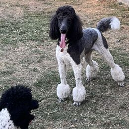 Poodles from Moonlight Standard Poodles