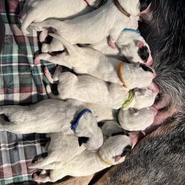 Boy 1 - Blue Australian Cattle Dog puppy in Maryland from Hernwood Heelers & Poodles