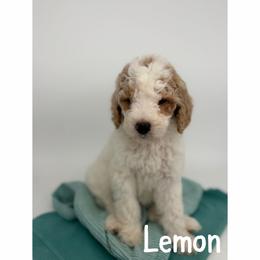 Lemon - Parti female Goldendoodle puppy in Smithfield, Kentucky from KBK9 Kennels