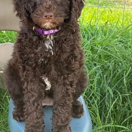 Sophia - Brown female Poodle puppy in Caldwell, Idaho from Treasure Valley Poodles