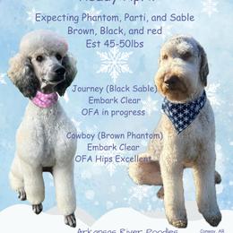Poodle puppies from Arkansas River Poodles
