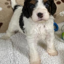 Toby, Black Tri - Tri-color male Cavapoo puppy in Courtland, Alabama from Ponderosa Frenchies and Cavapoo’s