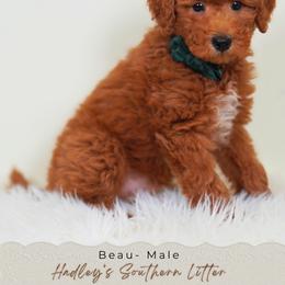 Beau - Red  male Goldendoodle puppy in Norcross, Georgia from Teddy Puppies