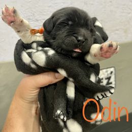 Boy 1 - White and black Newfoundland puppy in Tully, New York from Bear Paw Newfoundlands