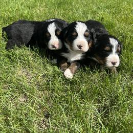 Bernese Mountain Dog Puppies from Purple Sage Puppies Bernese Mountain Dogs