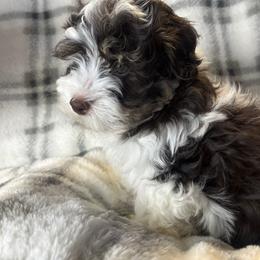 Oak - Chocolate male Havanese puppy in Starr, South Carolina from Home with Havanese